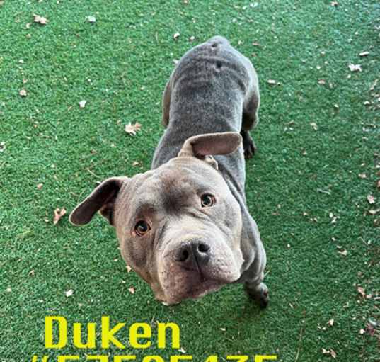 Photo of Duken