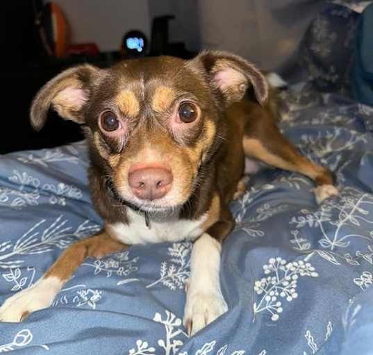 Photo of Frank (bonded pair with Peaches)