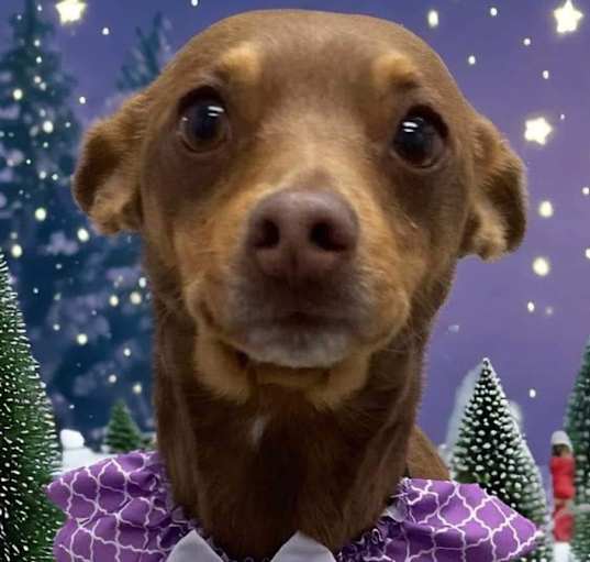 Photo of Dixie