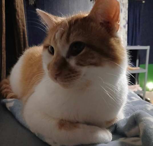 Photo of Mango