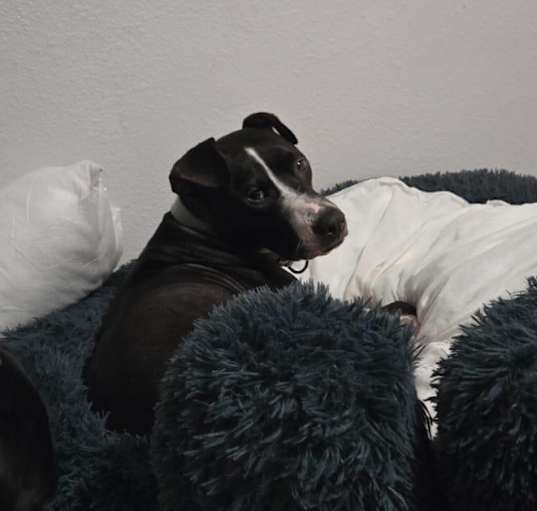 Photo of Shiloh
