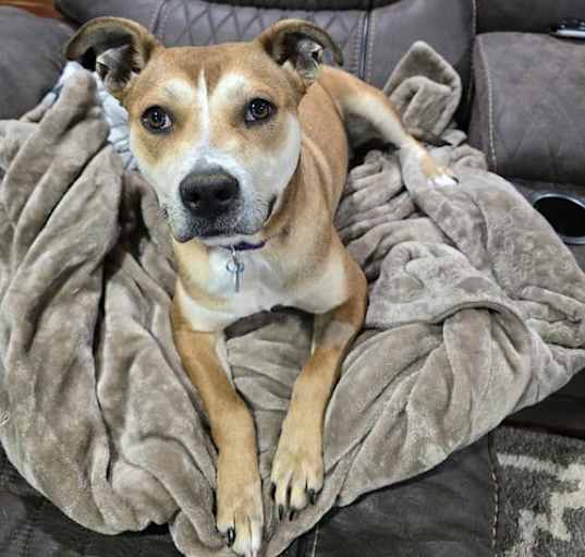 Photo of Hazelnut (L24)