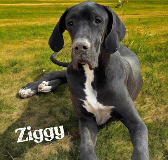 Photo of Ziggy