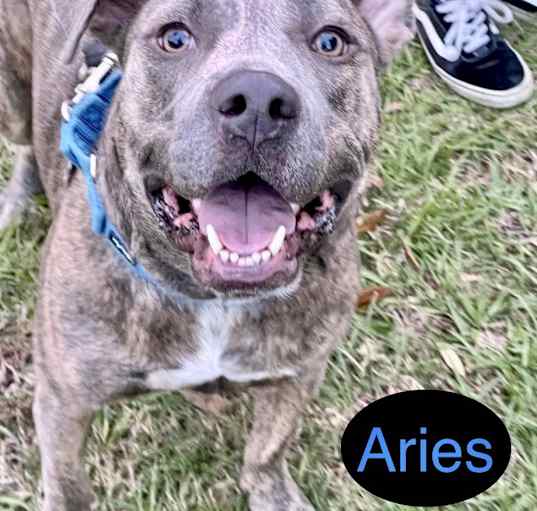 Photo of ARIES