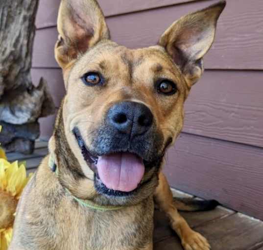 Photo of Sierra