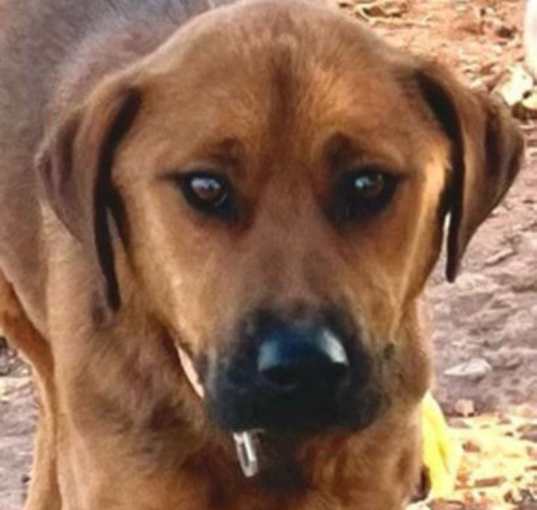 Photo of Copper (Courtesy post)