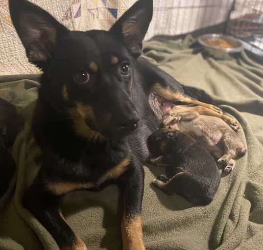 Photo of Midnight
