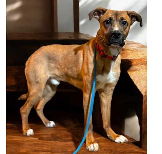 Photo of Copper