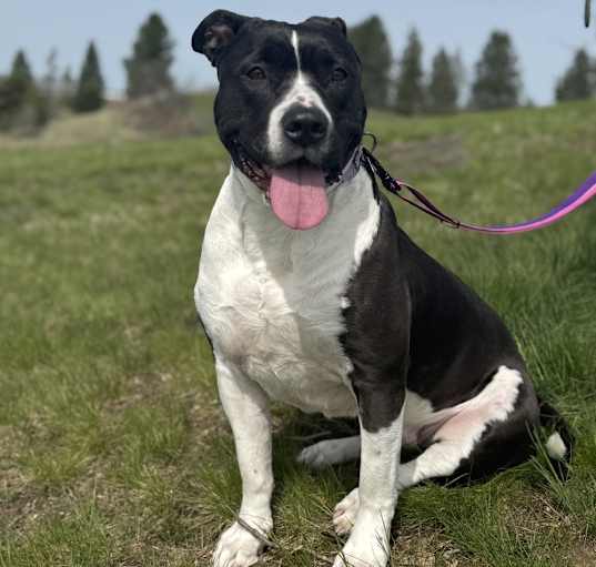 Photo of Joni - AVAILABLE