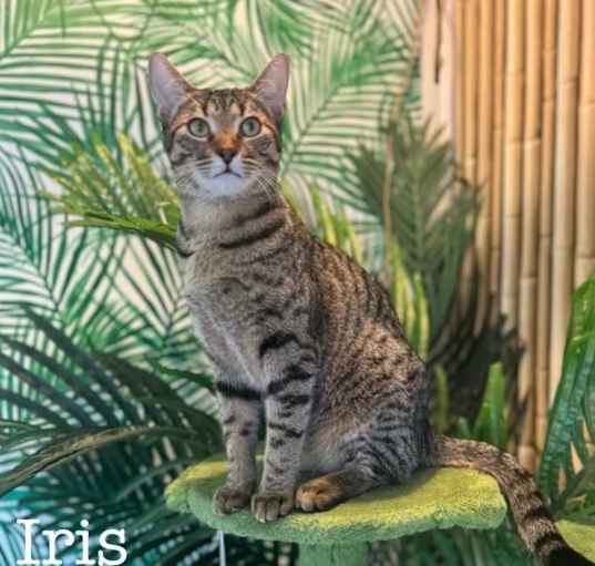 Photo of Iris (Bonded with Adonis)