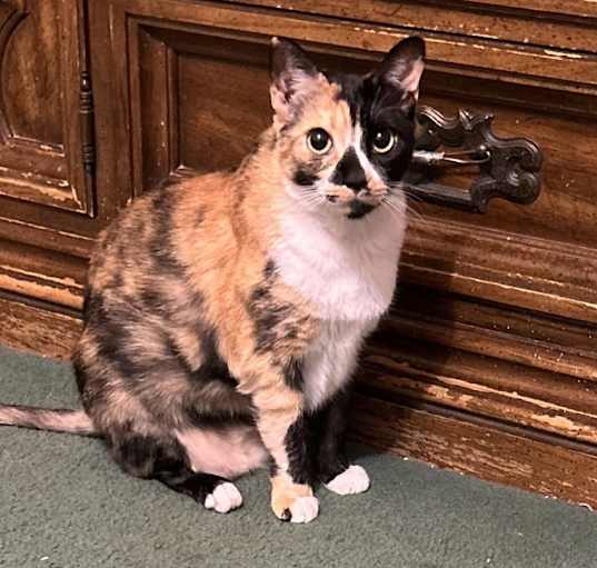 Photo of Ginger