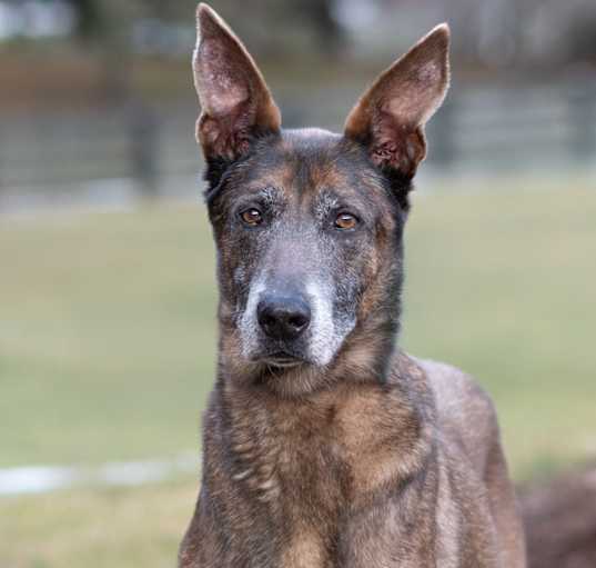 Photo of Grey