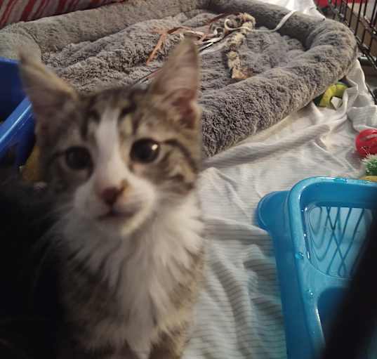 Photo of Ziggy