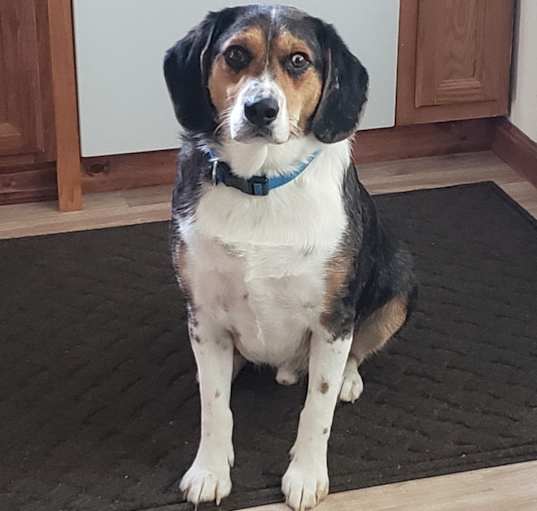 Photo of Harley