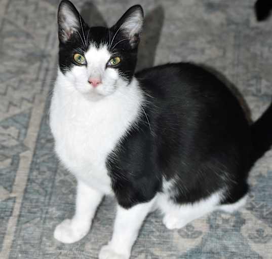 Photo of Batman