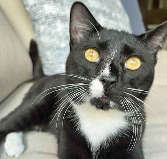 Photo of Blaze