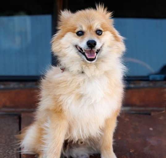 Photo of Joey