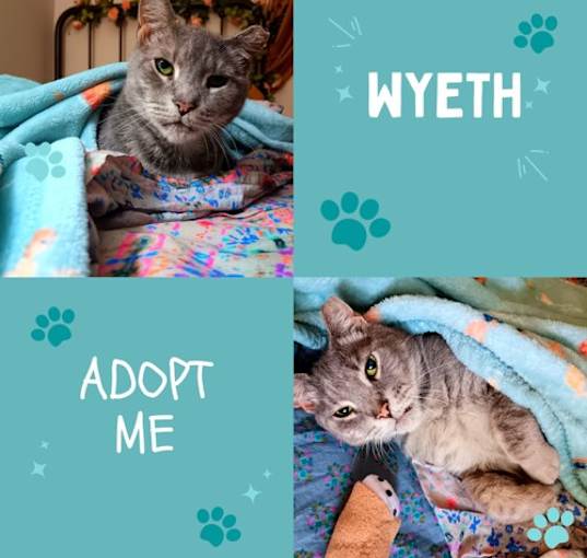 Photo of Wyeth - a remarkable survival story