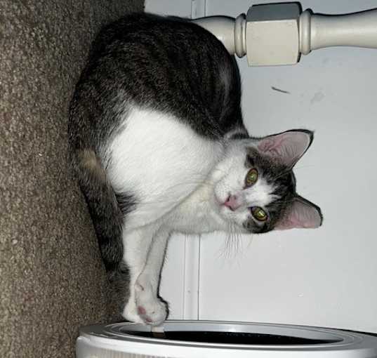 Photo of Starfire