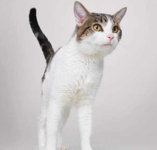 Photo of Turnip
