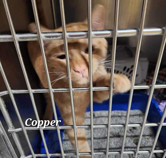 Photo of Copper