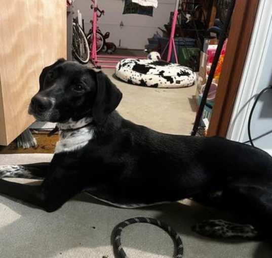 Photo of Miss Oreo
