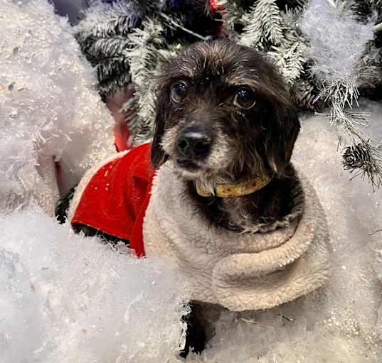 Photo of Winnie