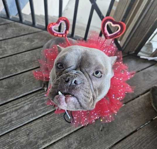 Photo of Peaches 2