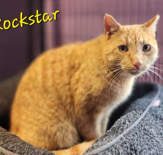 Photo of Rock Star