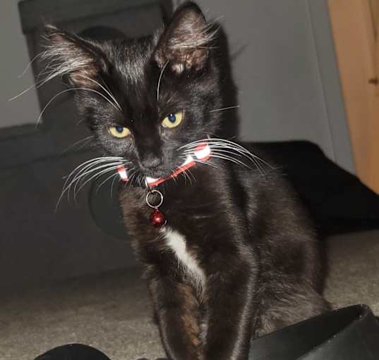 Photo of Only Heaven's 4 Kittens for rehome