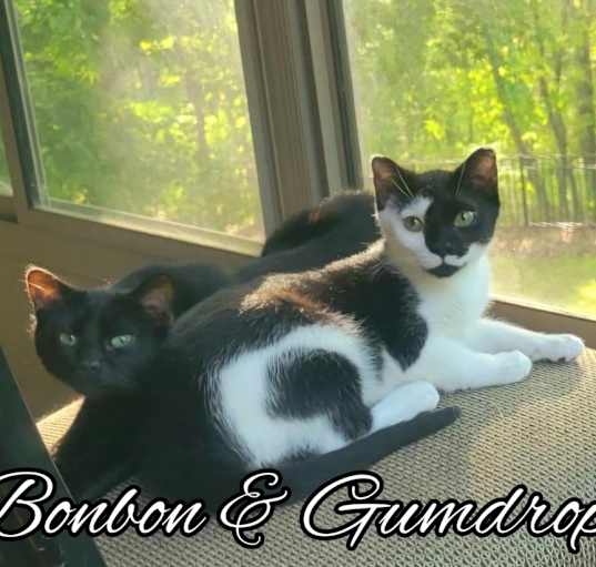 Photo of Gumdrop