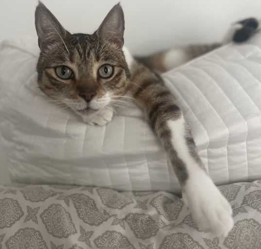 Photo of Bodhi