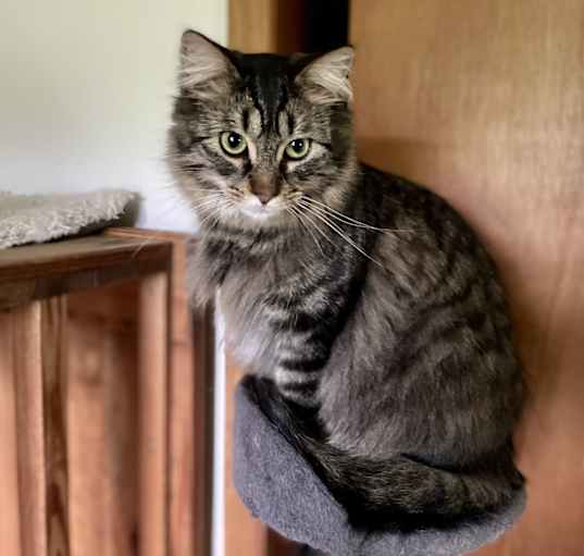 Photo of Mouse