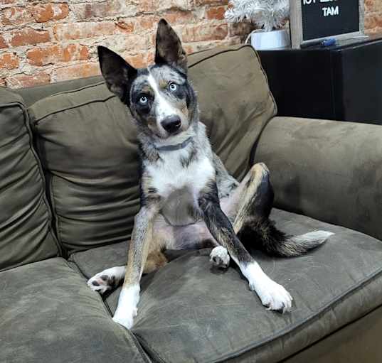 Photo of Acorn