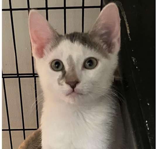 Photo of Denver, Doug (Dan adopted)
