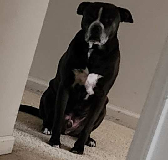 Photo of Ruger