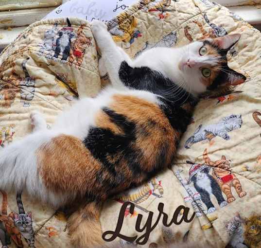 Photo of Lyra #precious-purr-baby