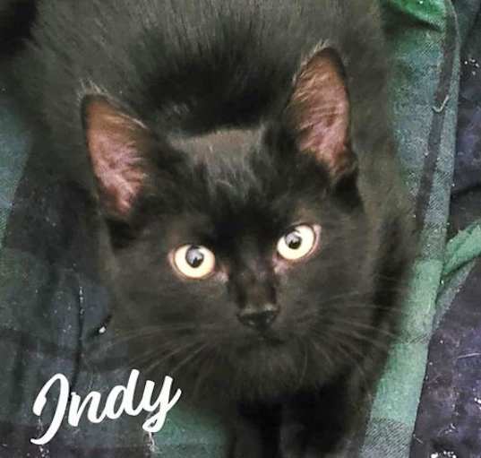 Photo of Indy #copper-penny-eyes