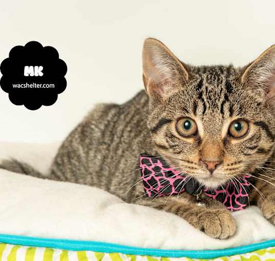 Photo of MK