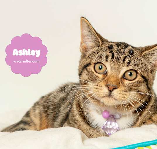 Photo of ASHLEY (LOVES OTHER CATS)