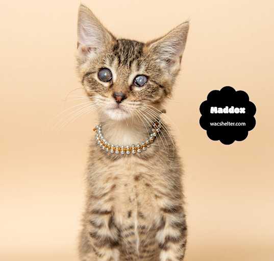 Photo of MADDOX (VISION IMPAIRED)