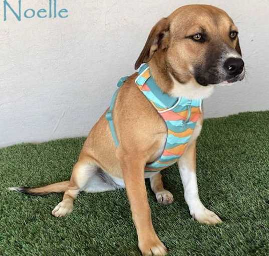Photo of Noelle