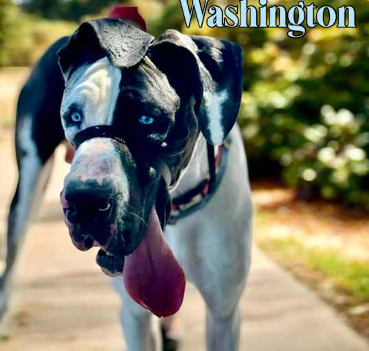 Photo of Washington