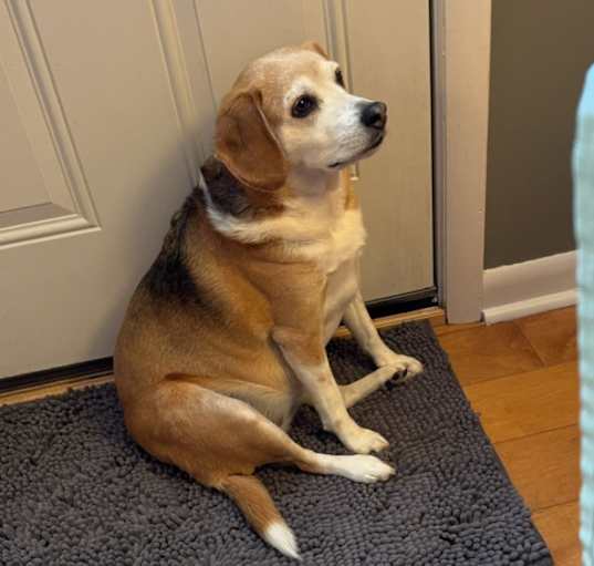 Photo of Harley