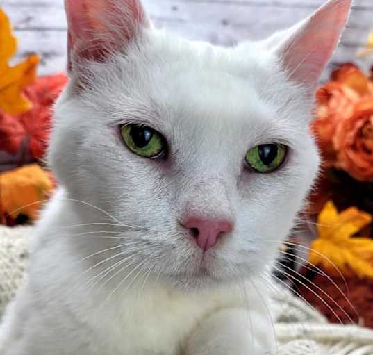 Photo of Puddin (Special needs)