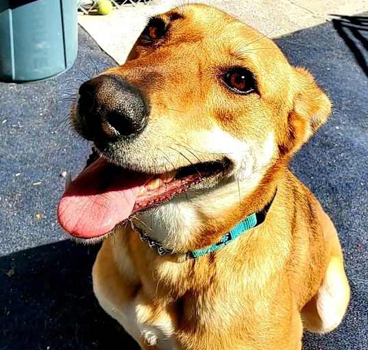 Photo of Biscuit