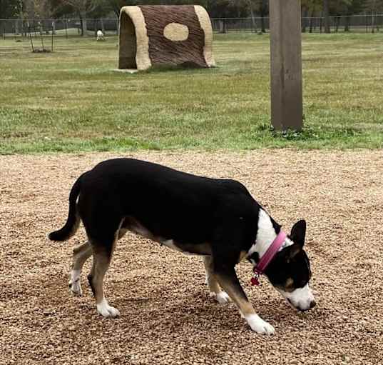 Photo of Sadie