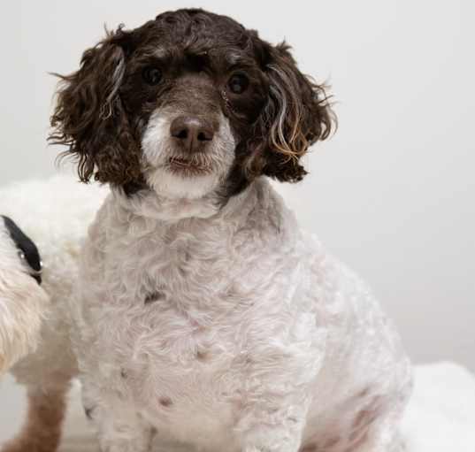 Photo of Brownie