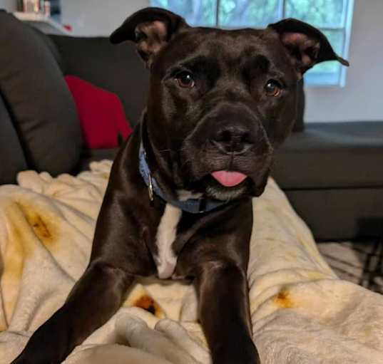 Photo of Maximillian