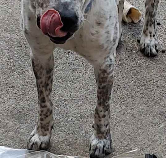 Photo of Bleu